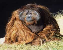 The San Diego zoo has a mischief-maker by the name The San Diego zoo has a mischief-maker by the name of Ken Allen, an orangutan who has escaped the zoo thrice! The zookeepers had to go undercover to d